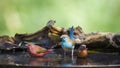 Jameson`s Firefinch and Blue-breasted Cordonbleu in Mapungubwe N Royalty Free Stock Photo