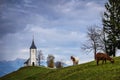 Jamnik, Slovenia - Goats and the beautiful church of St. Primoz in Slovenia Royalty Free Stock Photo