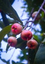 Jamrul fruit. Royalty Free Stock Photo