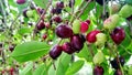 Jamun fruit or Indian blackberry fruit riping on the tree Royalty Free Stock Photo