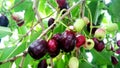 Jamun fruit or Indian blackberry fruit riping on the tree Royalty Free Stock Photo