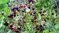 Jamun fruit or Indian blackberry fruit riping on the tree Royalty Free Stock Photo