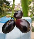 Jamun fruits close-up