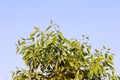 Jamun tree Green Leaves On blue sky. Syzygium cumini, commonly known as Malabar plum, Java plum, black plum, jamun or jambolan, Royalty Free Stock Photo
