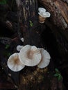 Jamur mushrooms tiger sawgill Royalty Free Stock Photo