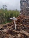 Jamur yang tumbuh alami di alam