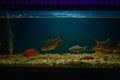 Aquarium Fish tank as hobby mira road near mumbai