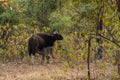 Gaur  Bos gaurus, also called Indian bison, is the largest extant bovine at Tadoba Chanda Nagpur Royalty Free Stock Photo
