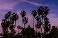 JAN 18, 2019 - LA, CA, USA - Group of palm trees and moon at sunset in Echo Park, Los Angeles, CA Royalty Free Stock Photo