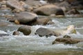 Janda Baik river , Malaysia