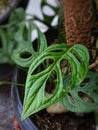 This is Janda Bolong in Latin, Monstera Adansonii which is often cultivated to decorate homes, offices and home gardens.