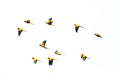 Jandaya parakeet or jenday conure Aratinga jandaya flying. A flock of parakeets flying in the sky on a white background.