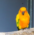 Jandaya parakeet sitting on a branch in closeup opening his beak sideways, a tropical colorful bird from brazil Royalty Free Stock Photo