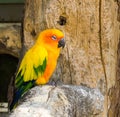 Jandaya parrot sitting on a tree branch and making a satisfied face, a tropical colorful bird from brazil Royalty Free Stock Photo