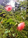 Jangali rainforest flowere maroon colore with green leaves.