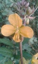 Jangli flower in indian village jungal