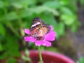 Janice the Butterfly Has a Stopover at Purple Flower Airport