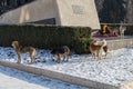 January 19, 2021 Balti Moldova, stray and homeless dogs in the city. Selective focus