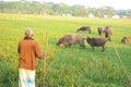 January 06, 2020, Barguna, Bangladesh. A farmer rides a buffalo