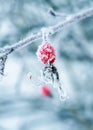 January beautiful juicy red rosehip berry hanging in winter garden covered with white fluffy snowflakes Royalty Free Stock Photo