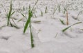 January close up winter details, snow on green grass. Royalty Free Stock Photo