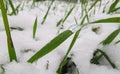 January close up winter details, snow on green grass. Royalty Free Stock Photo