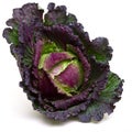 January king cabbage