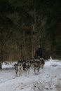 Running with dogs for endurance and long distance competitions. January 24, 2023 Moscow Russia. Male musher drives team