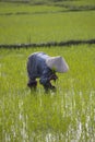 Near Hoi An, Vietnam.Agricultural worker works the rice field