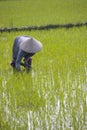 Near Hoi An, Vietnam.Agricultural worker works the rice field