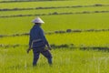 Near Hoi An, Vietnam.Agricultural worker works the rice field