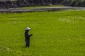 Near Hoi An, Vietnam.Agricultural worker works the rice field
