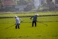 Near Hoi An, Vietnam.Agricultural worker works the rice field