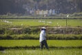 Near Hoi An, Vietnam.Agricultural worker works the rice field