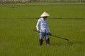 Near Hoi An, Vietnam.Agricultural worker works the rice field