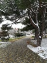 January snow-covered park: pine tree and path.