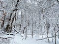 January Snow Landscape Winter Forest Royalty Free Stock Photo