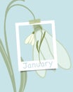Minimalist flat floral illustration of snowdrop flower, Galanthus flower. January concept theme.