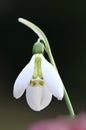 January Snowdrops