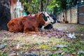 January 9th 2022. Dehradun, Uttarakhand India. A group of cows sitting on a roadside