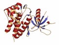 Janus kinase 1 protein. Part of JAK-STAT signalling pathway and drug target