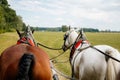 Januv hrad, South Moravia, Czech Republic, 04 July 2021: matched pair of draft brown and white horses pulling wagon, view from the Royalty Free Stock Photo