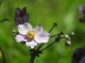 Japan aemones autumn flowers,