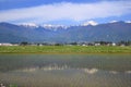 Japan Alps and paddy field