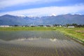 Japan Alps and paddy field