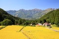 Japan Alps and rice field