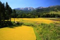 Japan Alps and rice field