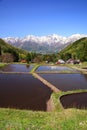 Japan Alps and terrace paddy field Royalty Free Stock Photo