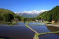 Japan Alps and terrace paddy field Royalty Free Stock Photo