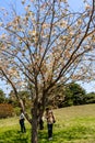 Closeup of single white cherry sakura flower tree in hitachi seaside park